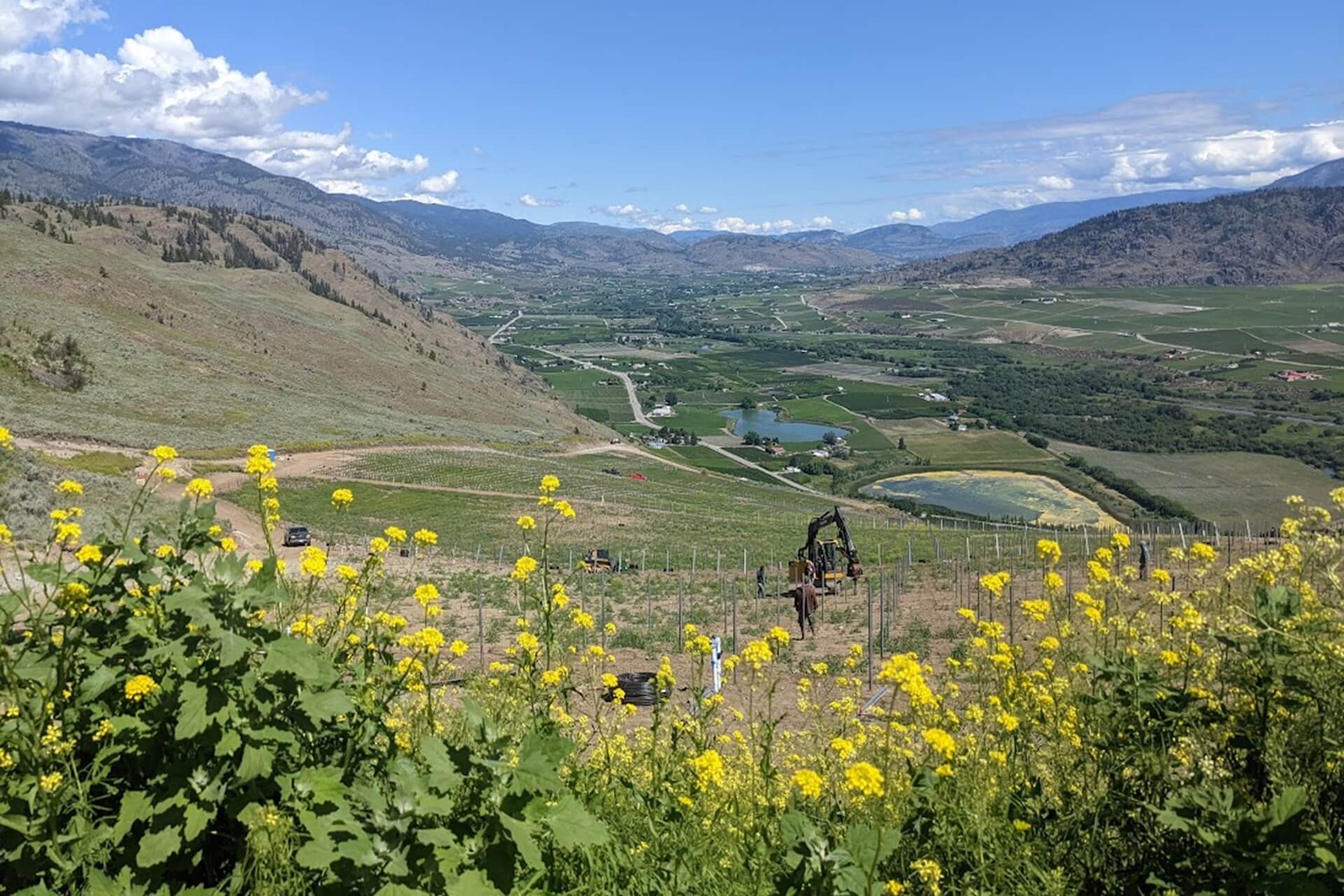 Maverick Crux Vineyard View