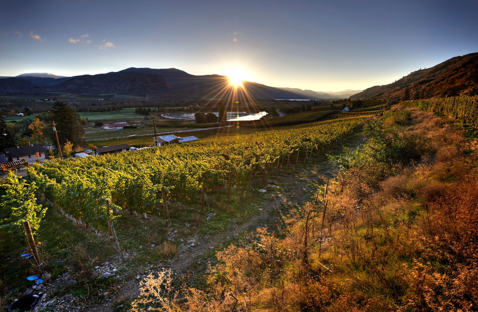 Maverick Estate Vineyard